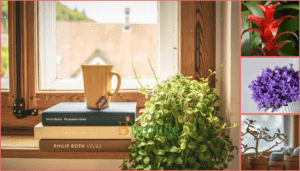 Blühende Zimmerpflanzen: Die schönsten Pflanzen