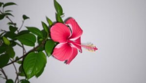 Wann schneidet man Hibiskus