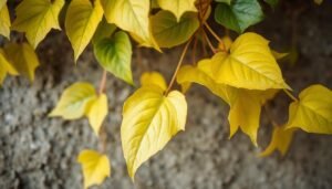 efeutute gelbe blätter​