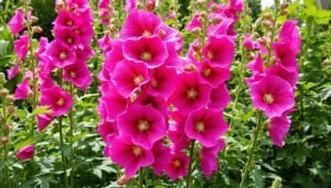 Buschmalve mit großen Blüten