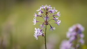 Eisenkraut mit filigranen Blüten