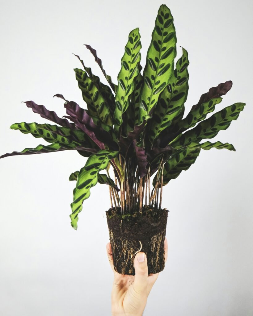 Calathea Arten