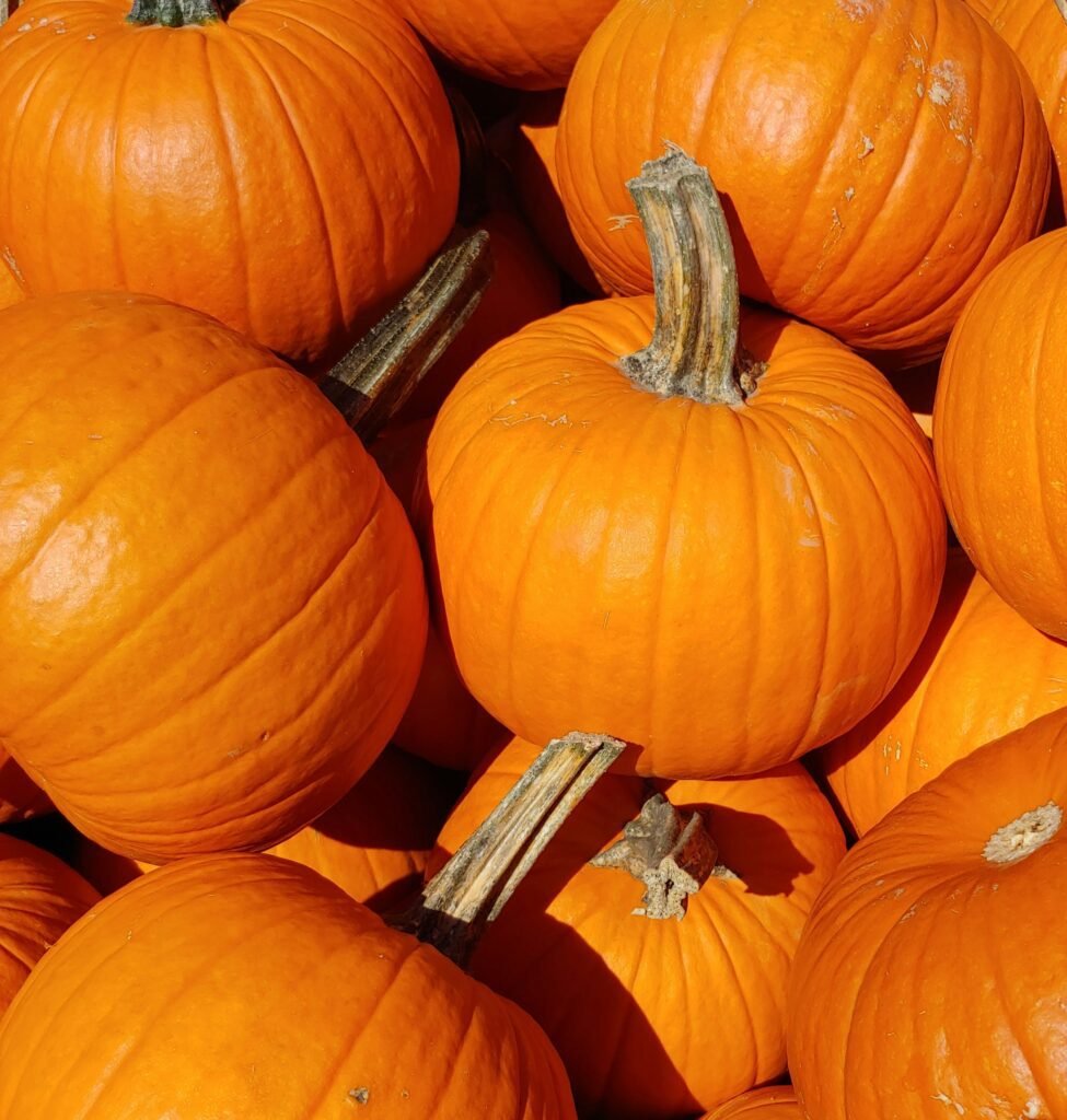 closeup photo of pumpkins