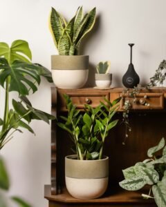 A bunch of plants that are sitting on a shelf