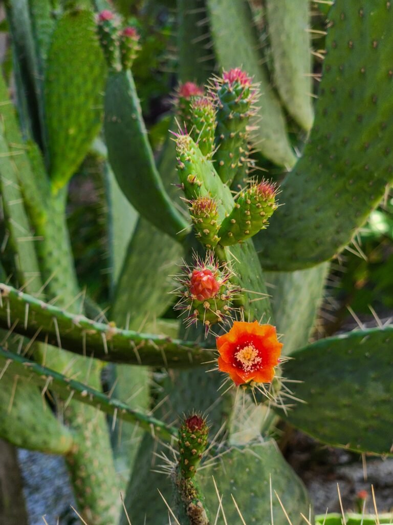 A close up of a cactus with a red flower A close up of a cactus with a red flower