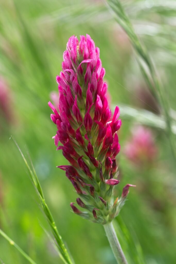 A close up of a pink flower in a field inkarnatklee 1