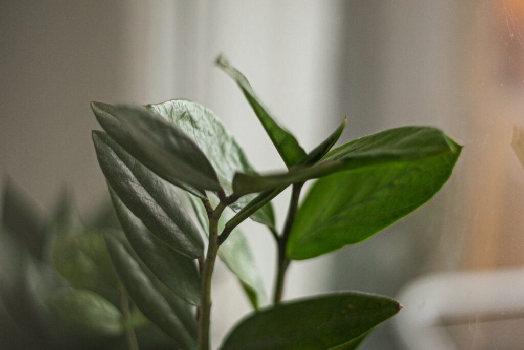 A close up of a plant with a candle in the background