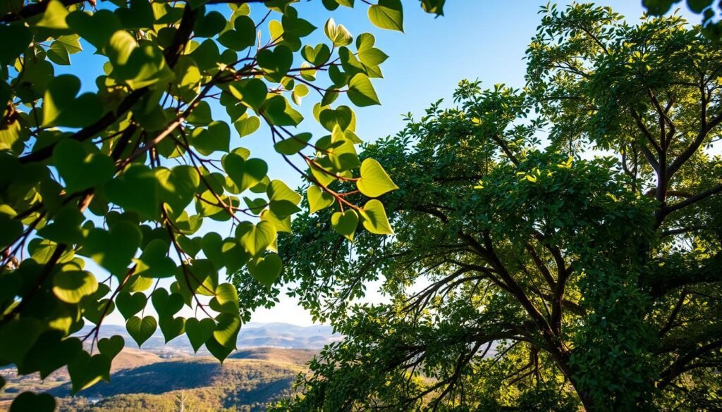 Kapländische Zimmerlinde, a lush and captivating tree native to the Cape region of South Africa. The foreground depicts its delicate heart-shaped leaves, gently swaying in the warm, gentle breeze. The middle ground showcases the tree's graceful, arching branches, providing a natural canopy of verdant foliage. In the background, a picturesque landscape unfolds, with rolling hills and a clear, blue sky, creating a serene and tranquil atmosphere. The lighting is soft and diffused, casting a warm, golden glow over the scene, highlighting the tree's intricate details and creating a sense of tranquility. The camera angle is slightly elevated, allowing the viewer to appreciate the full majesty of the Kapländische Zimmerlinde in all its natural glory.