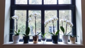 Orchideen Elegante Akzente für Fensterbänke.