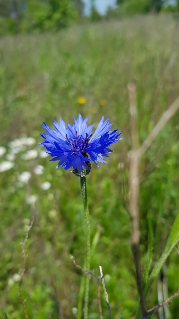 a blue flower on a plant