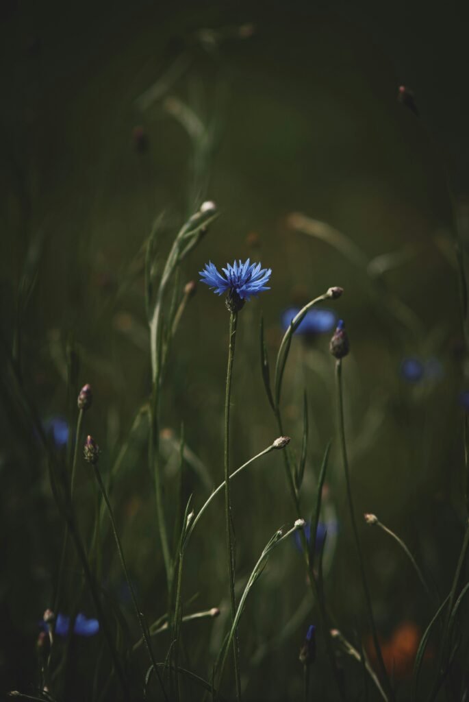 a close up of a blue flower in a field