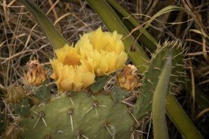 a close up of a cactus with yellow flowers