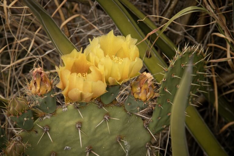 a close up of a cactus with yellow flowers