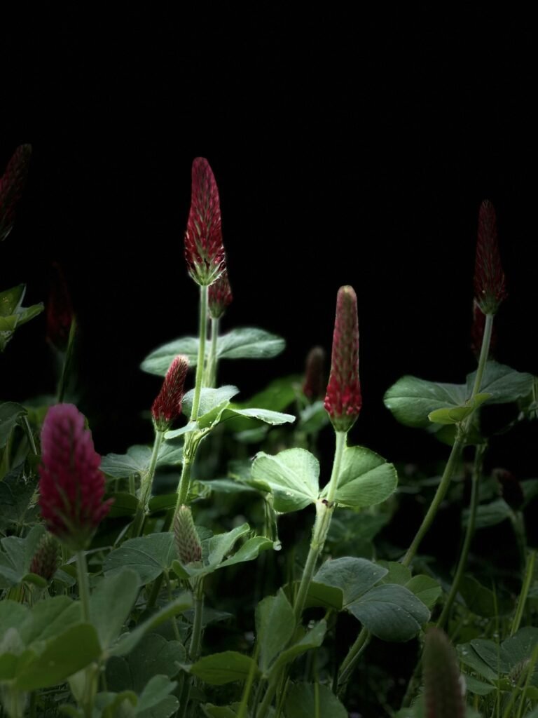 a close up of a flower inkarnatklee 3