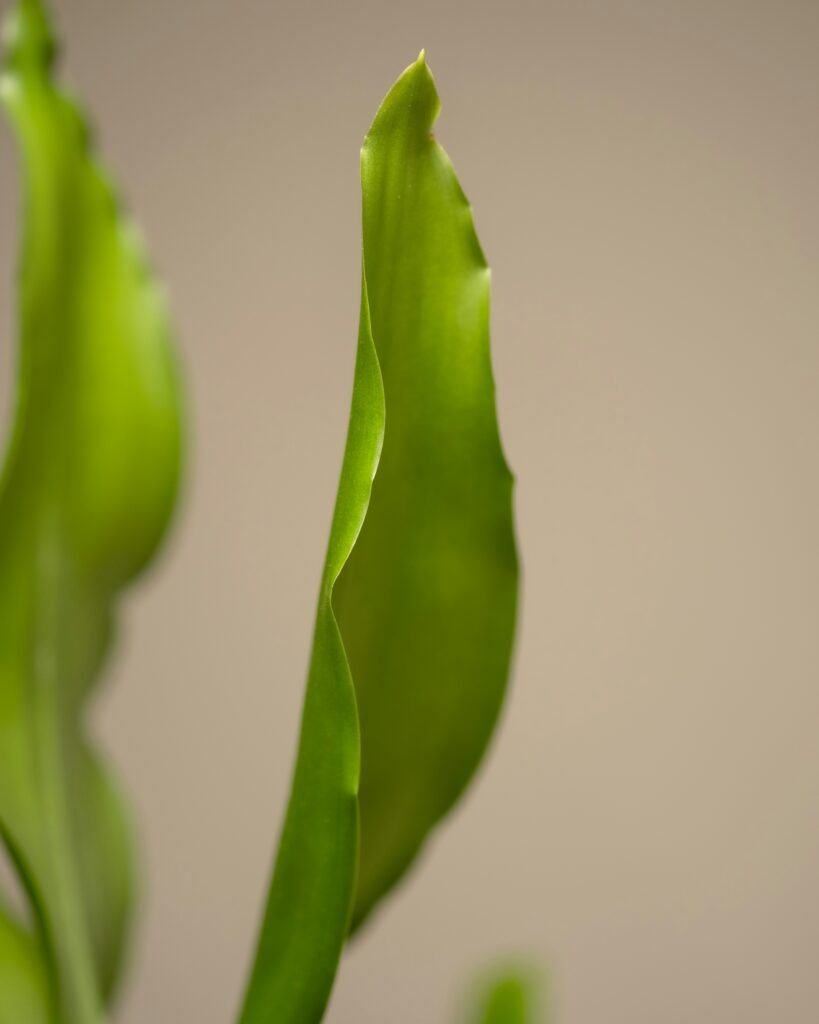 a close up of a green plant with leaves