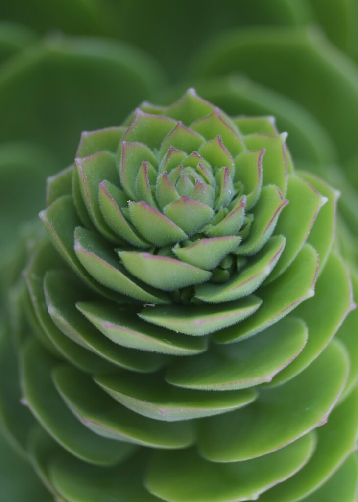 a close up of a large green plant