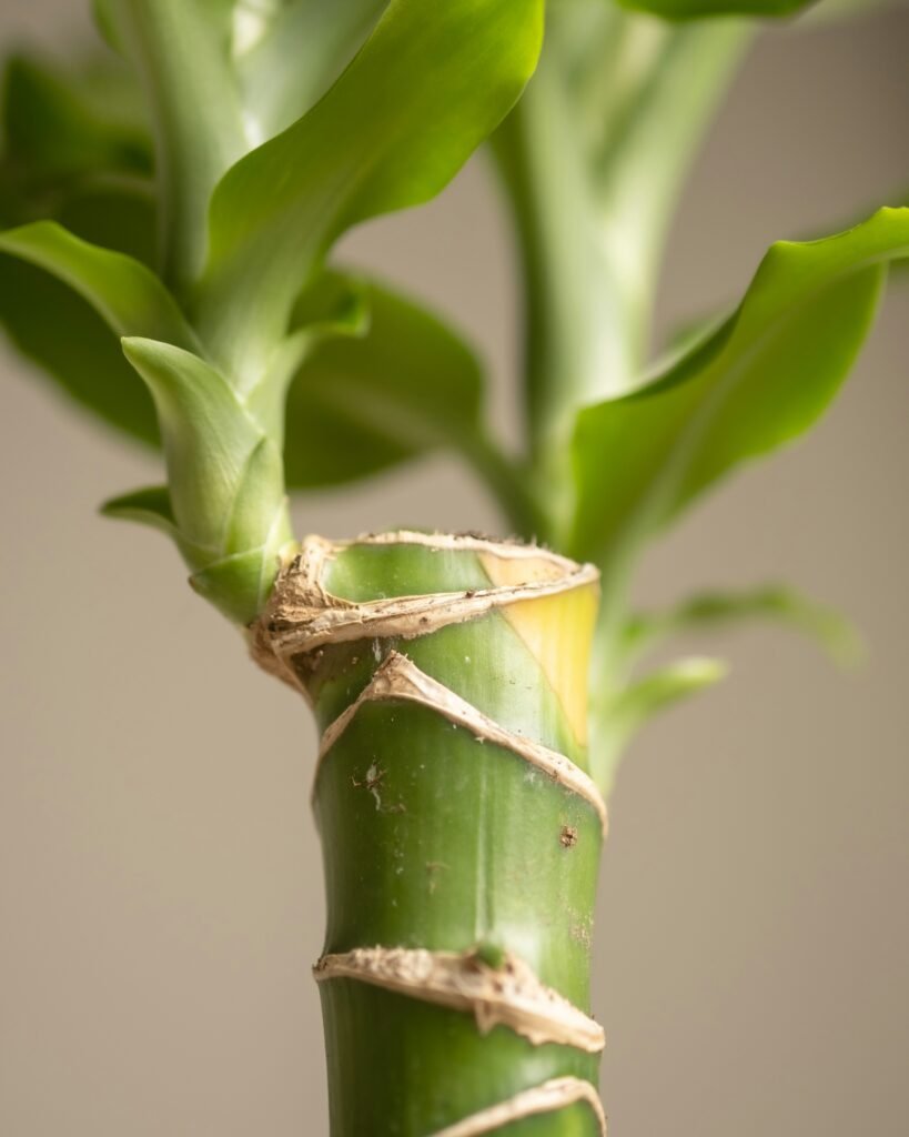 a close up of a plant with a rope wrapped around it