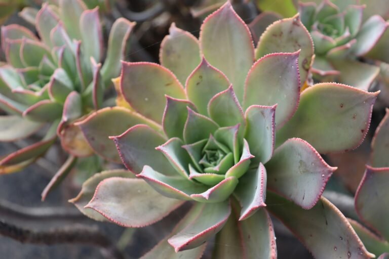 a close up of a plant with pink and green leaves