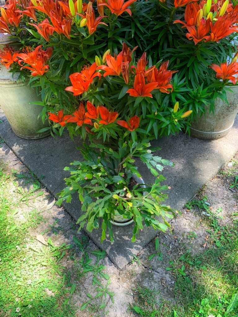 a group of flowers in a garden