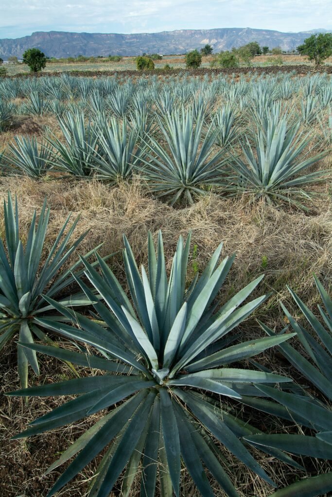 a large field of blue agoea plants