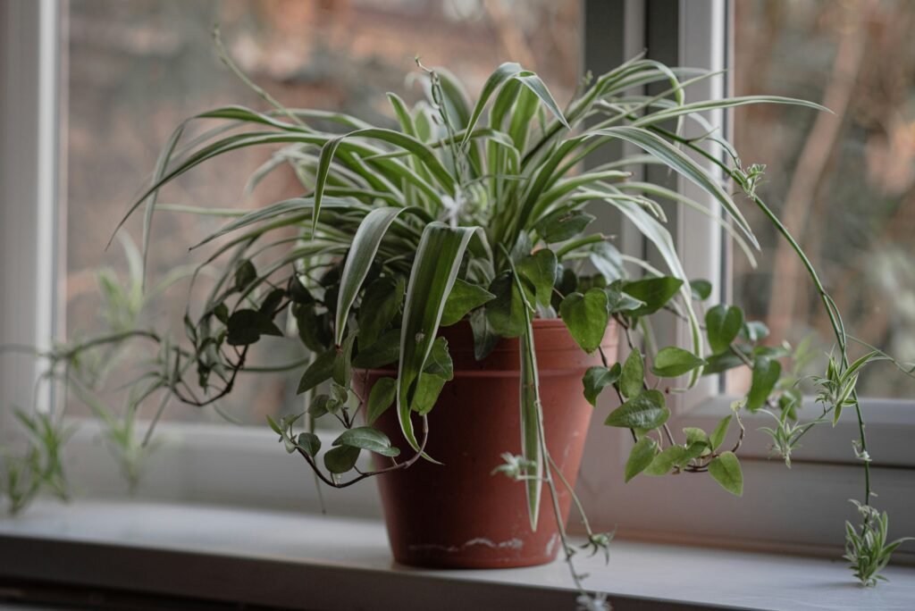 a potted plant on a window sill ableger grünlilie-2