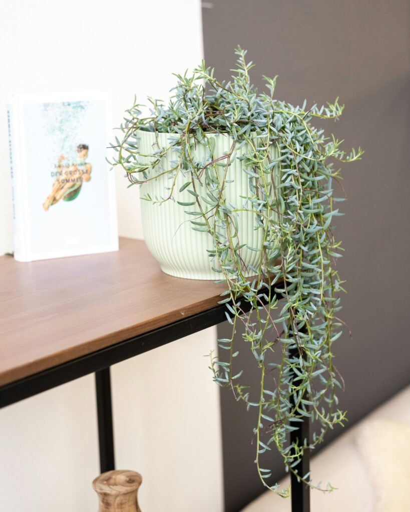 a potted plant sitting on top of a wooden table