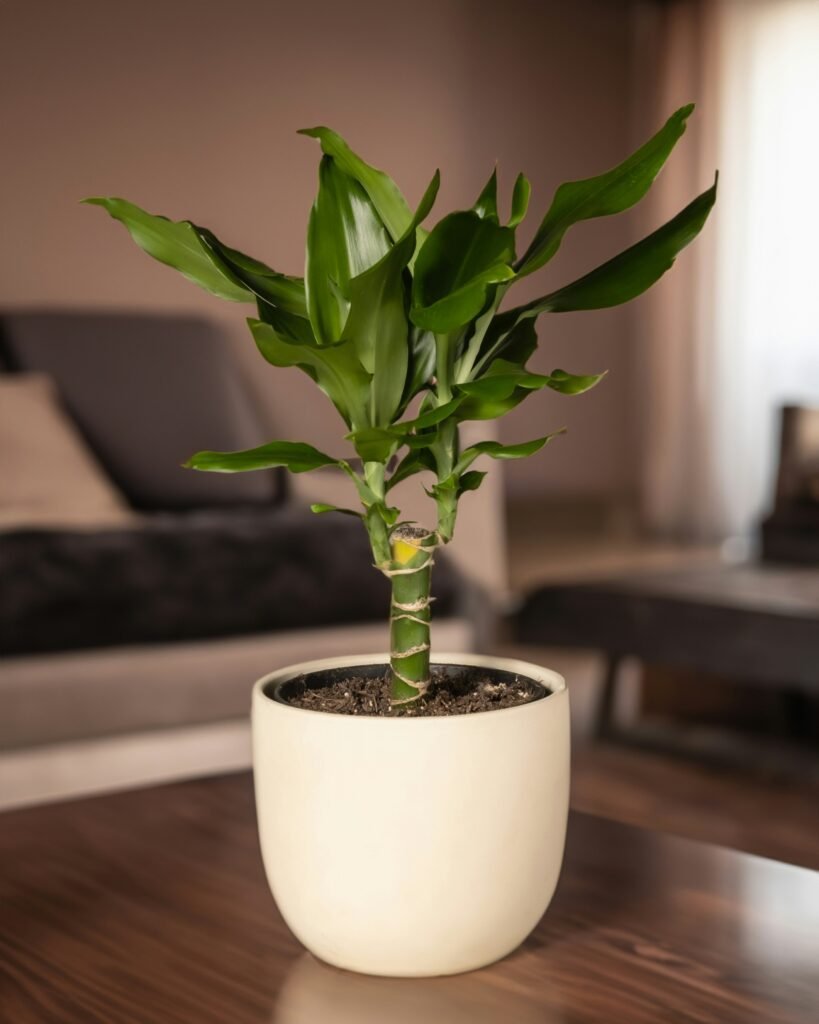 a potted plant sitting on top of a wooden table