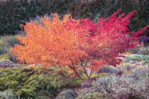 a tree with red leaves in a garden