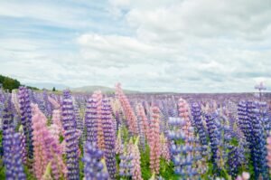 blue and pink flower field