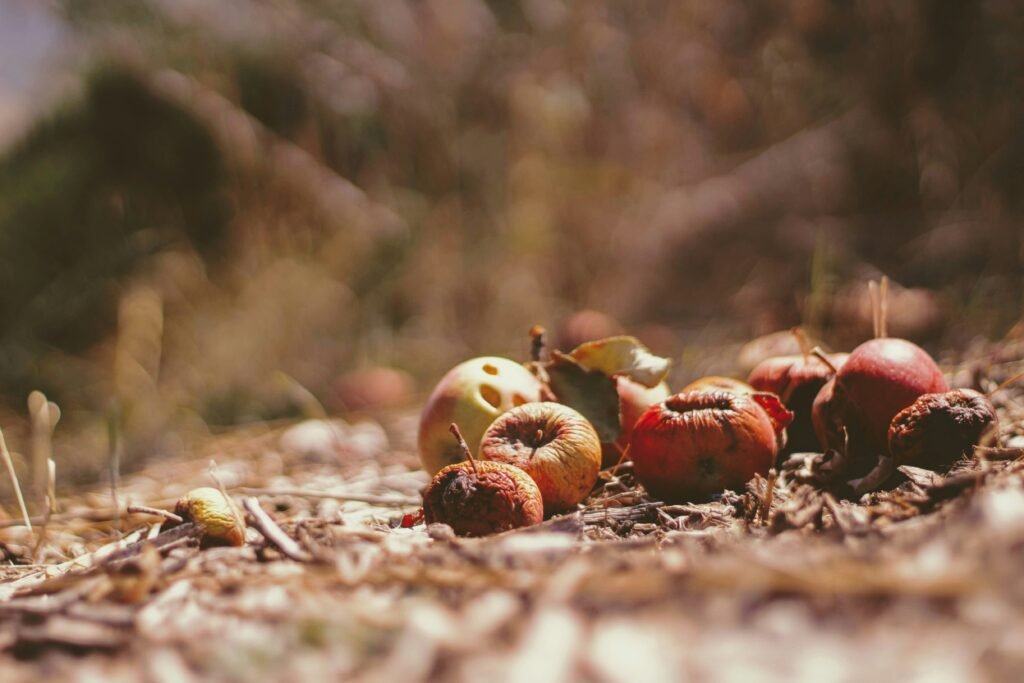 dried fruits was darf auf den kompost-1