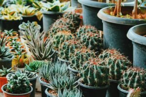 green and red cactus plants