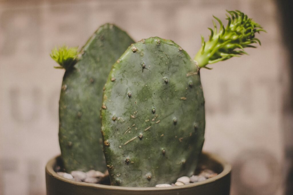green cactus in white pot Opuntia