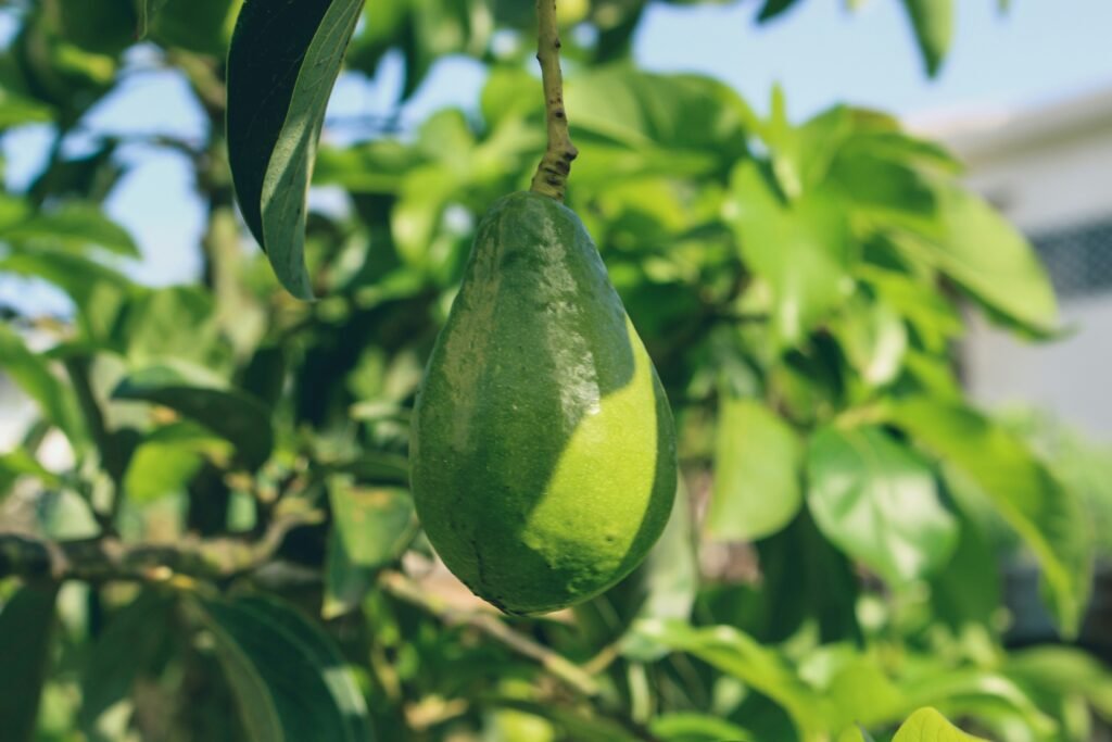 green fruit on tree during daytime avocadokern einpflanzen-5
