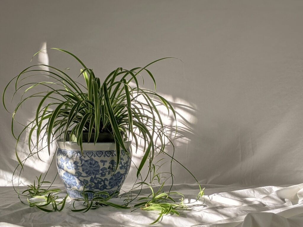 green plant on blue and white floral ceramic pot ableger grünlilie-4
