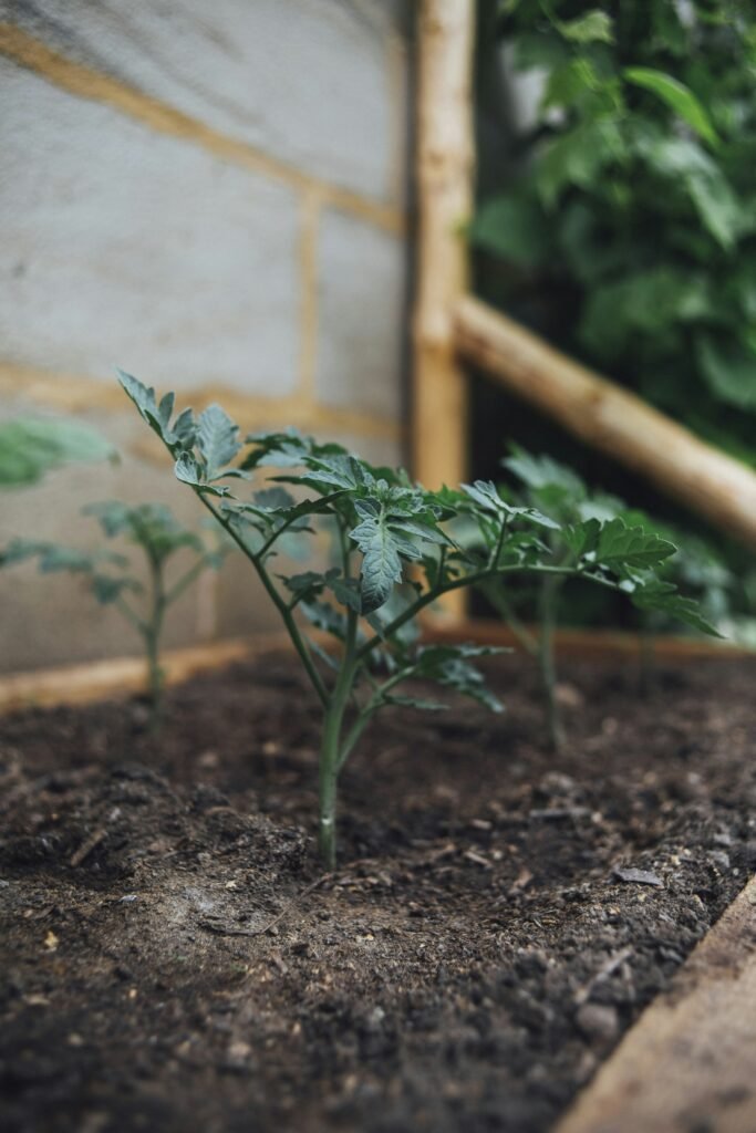 green plant on brown soil green plant on brown soil