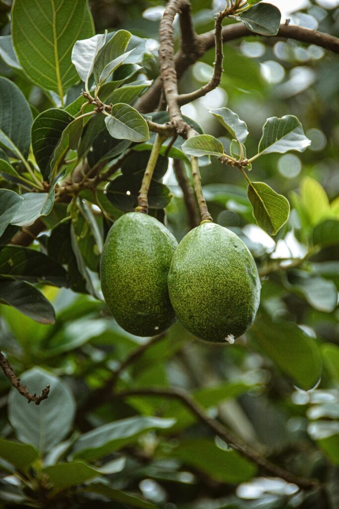 green round fruit on tree avocadokern einpflanzen-2