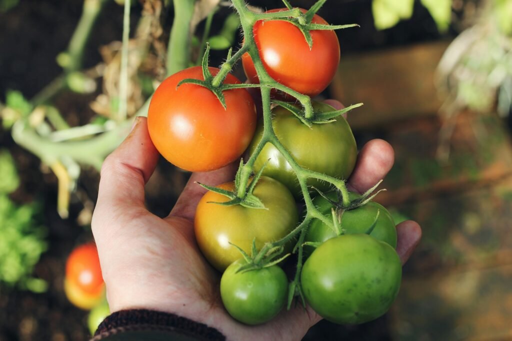 person holding green and red tomatoes person holding green and red tomatoes