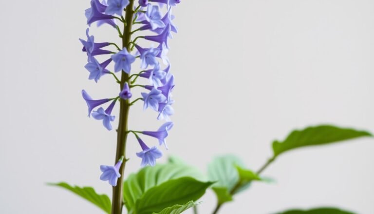plumbago stämmchen