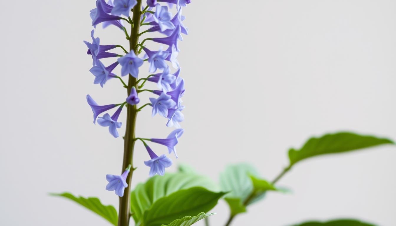 plumbago stämmchen