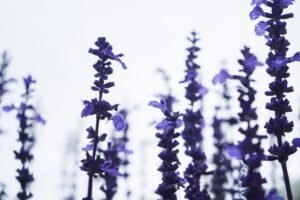 purple flower in close up photography