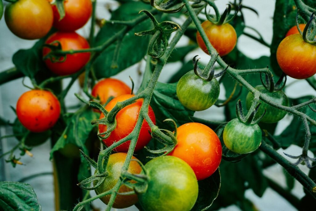 tomaten pflanzen 2 tomaten pflanzen 2