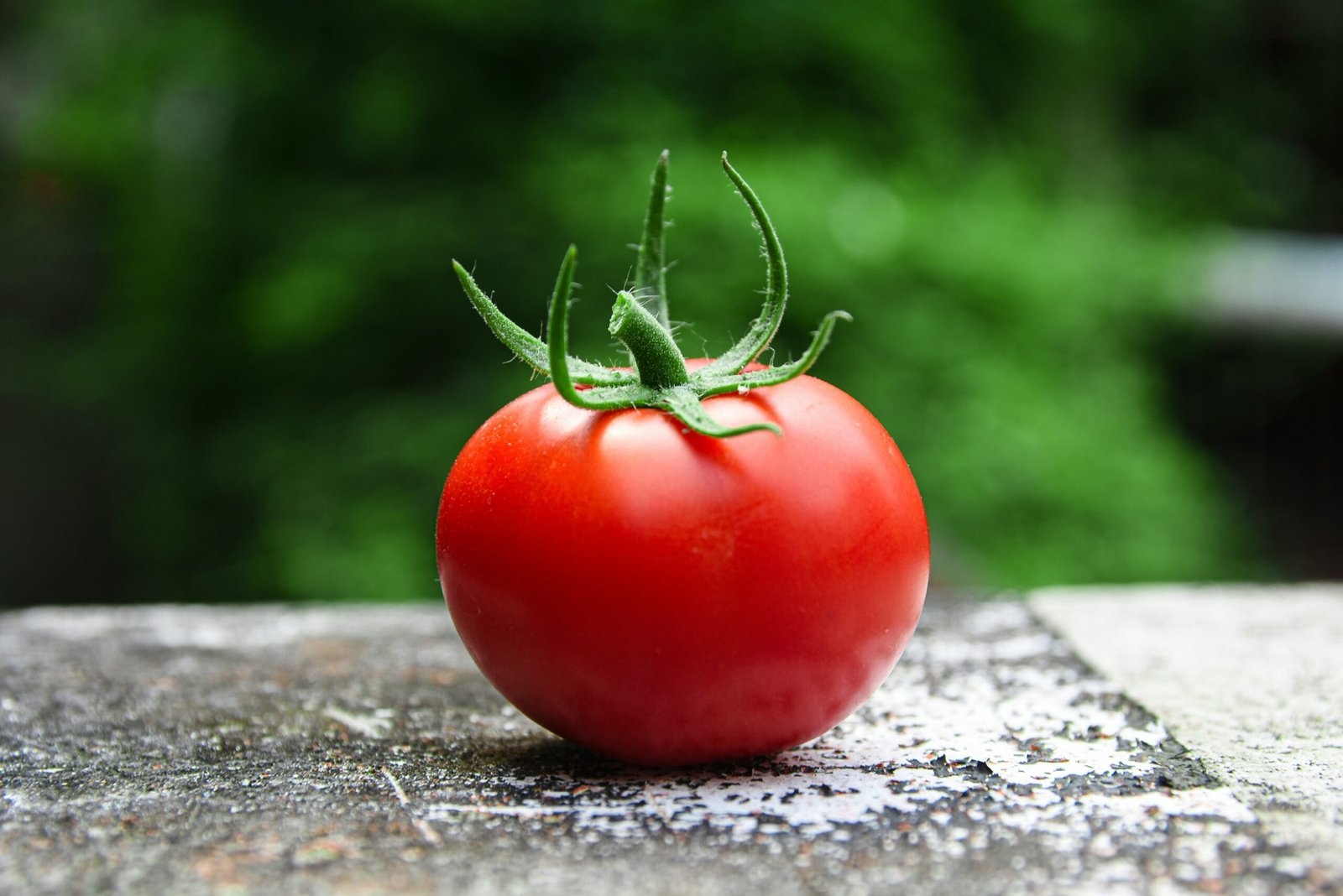 tomaten pflanzen