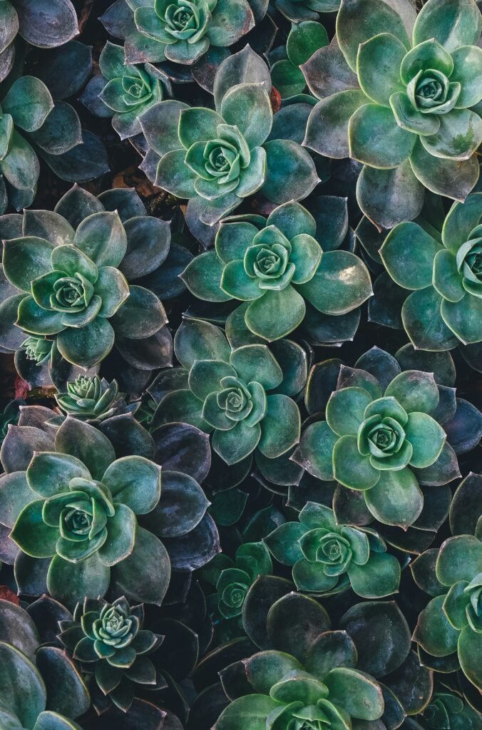 top view of green succulent plants ableger grünlilie