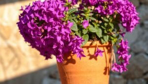 topfpflanze lila blüten