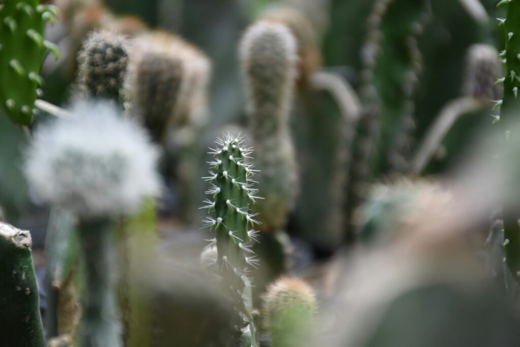 white and brown plant on water Opuntia 2
