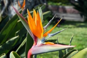 A bird of paradise flower blooms vibrantly.