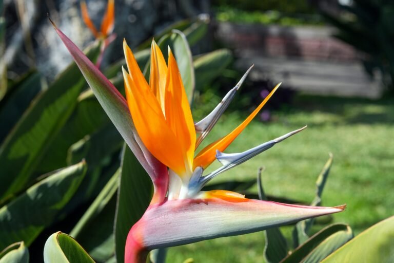 A bird of paradise flower blooms vibrantly.