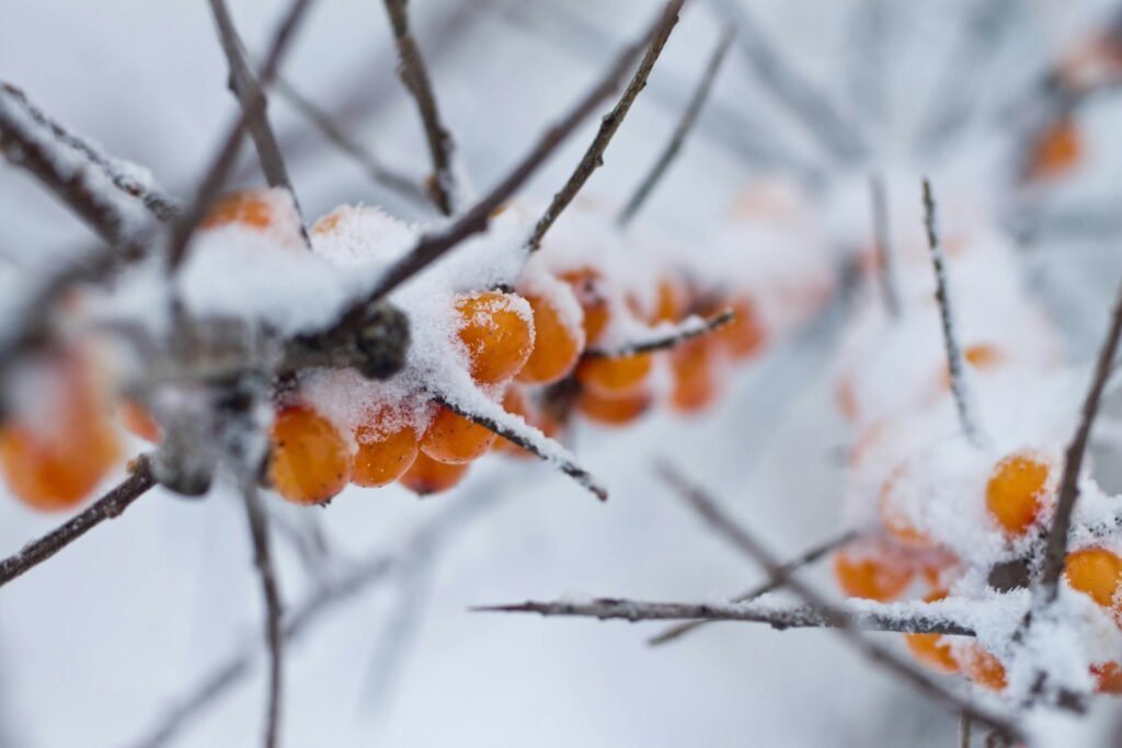 A bunch of berries that are covered in snow A bunch of berries that are covered in snow