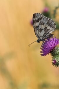 A butterfly sitting on top of a purple flower