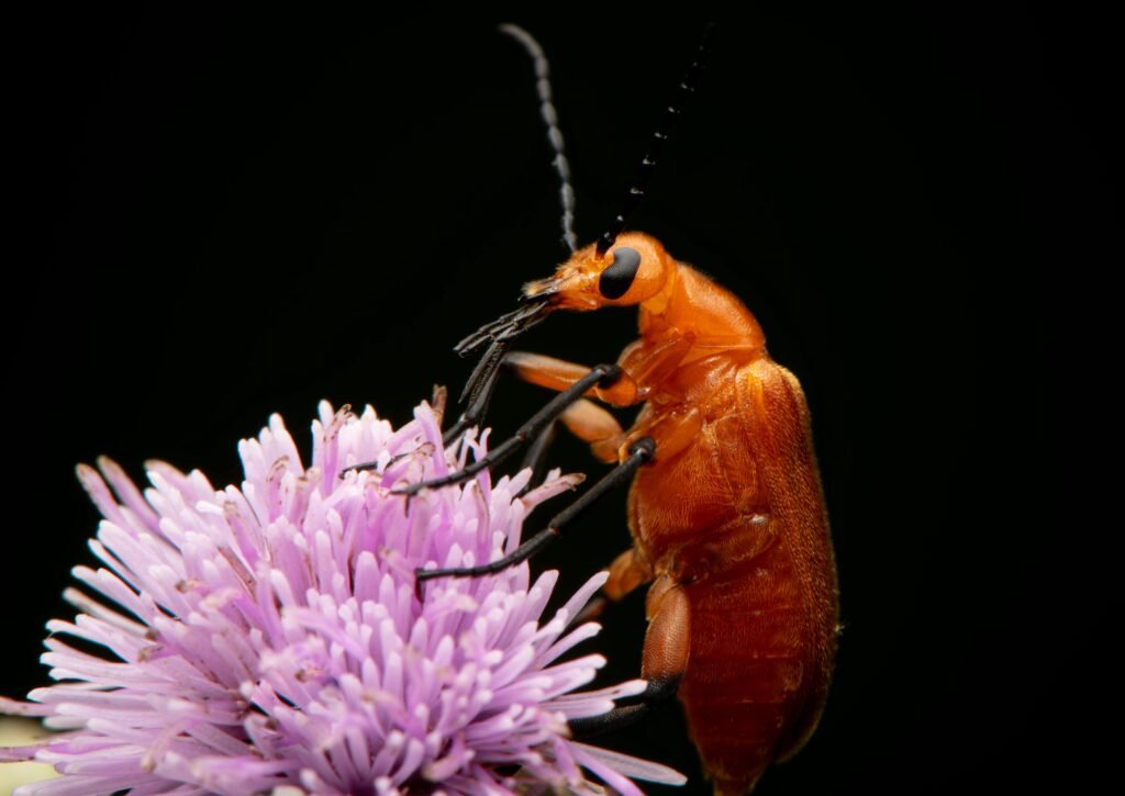 A close up of a bug on a flower A close up of a bug on a flower